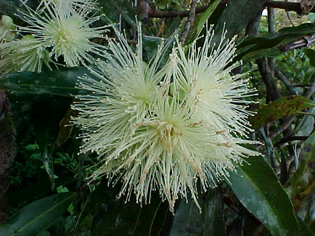 Syzygium jambos